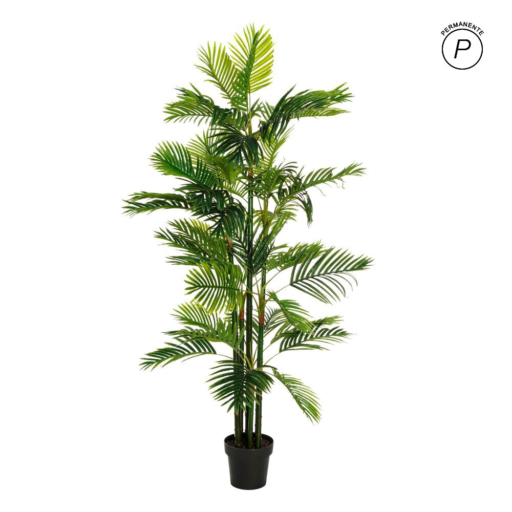 PLANTA ARECA PALMERA VERDE 170 CM