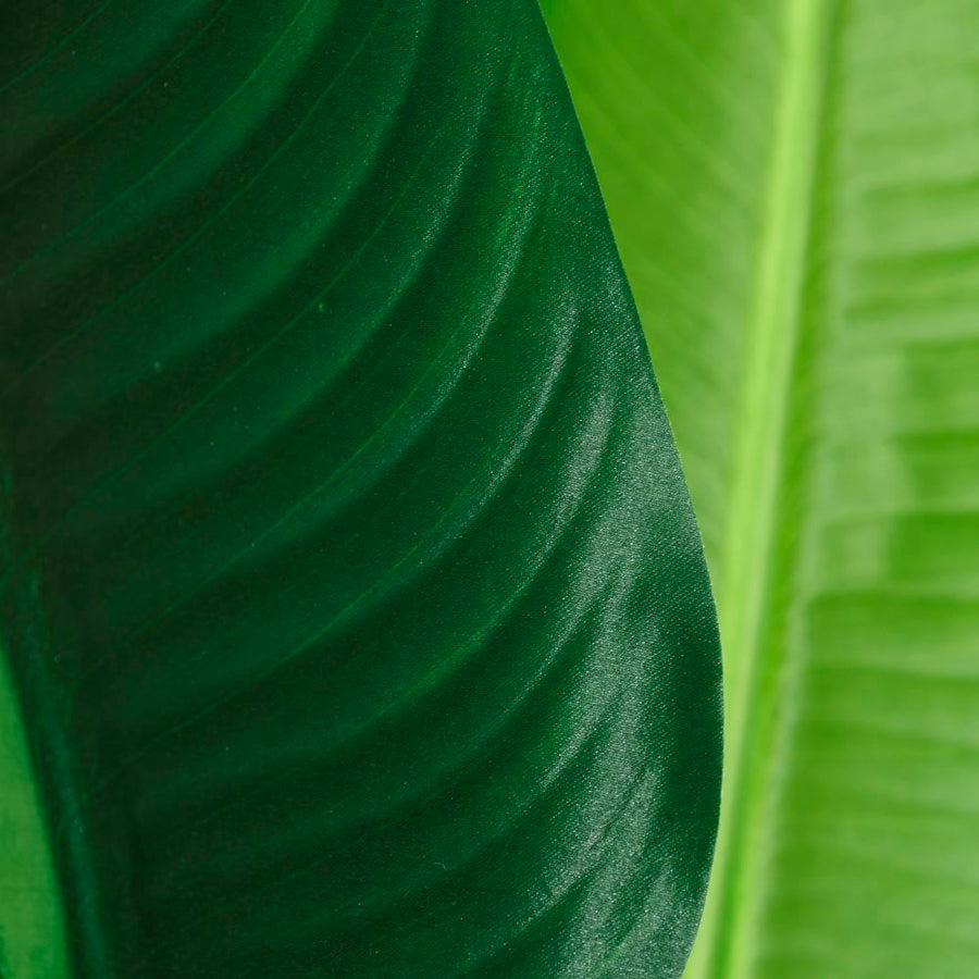 PLANTA AVE DEL PARAÍSO VERDE 150 CM
