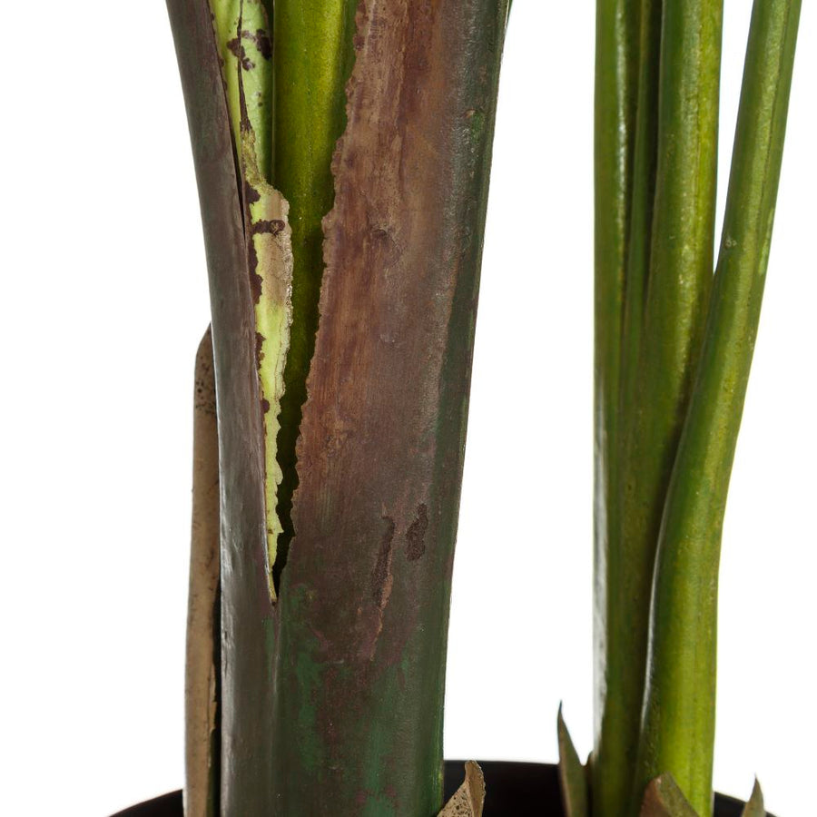 PLANTA AVE DEL PARAÍSO VERDE 150 CM