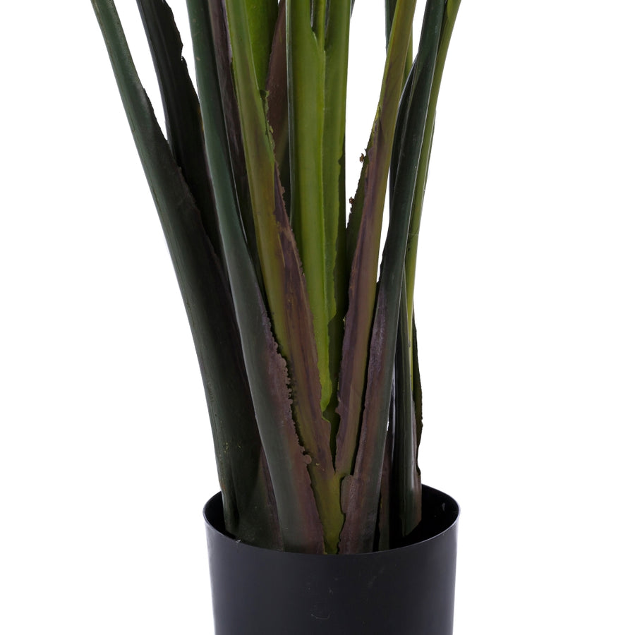 PLANTA AVE DEL PARAÍSO VERDE 245 CM