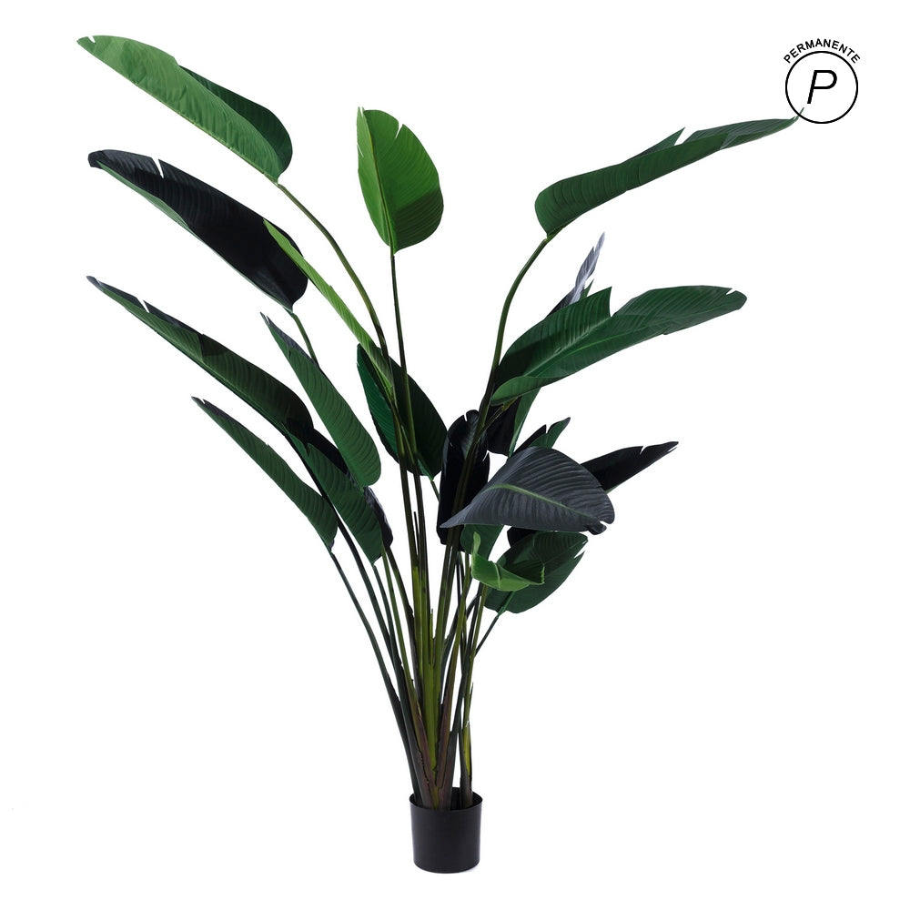 PLANTA AVE DEL PARAÍSO VERDE 245 CM