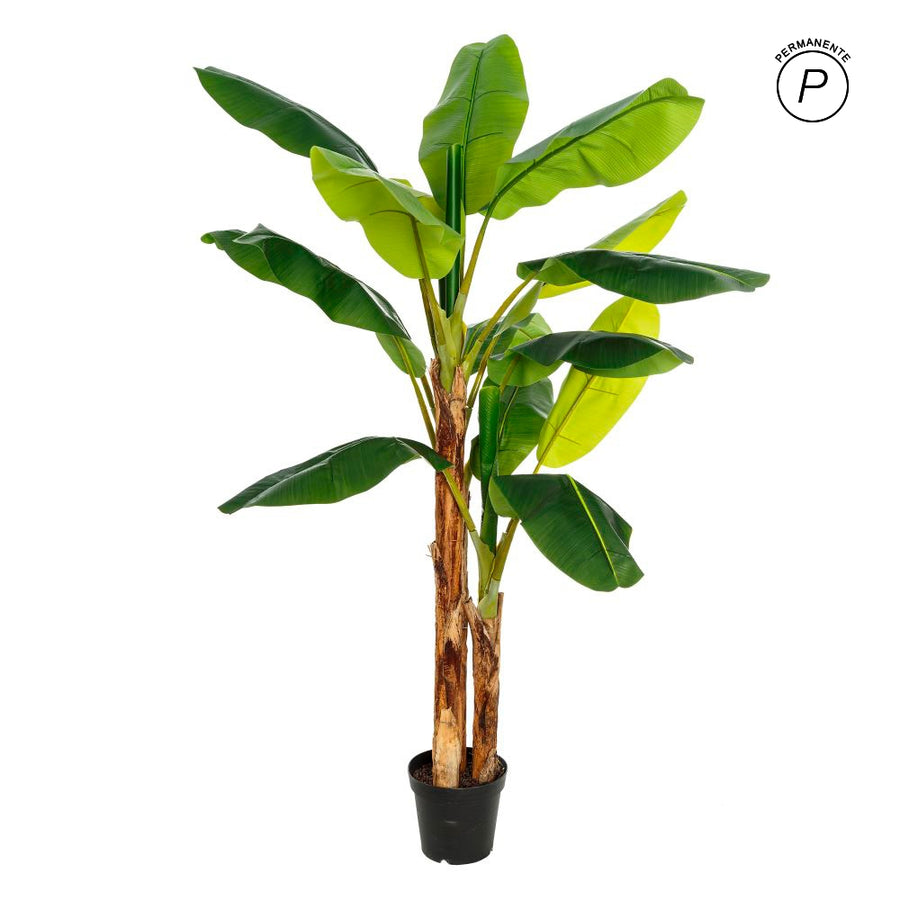 PLANTA PLATANERO VERDE DECORACIÓN 103 X 95 X 200 CM
