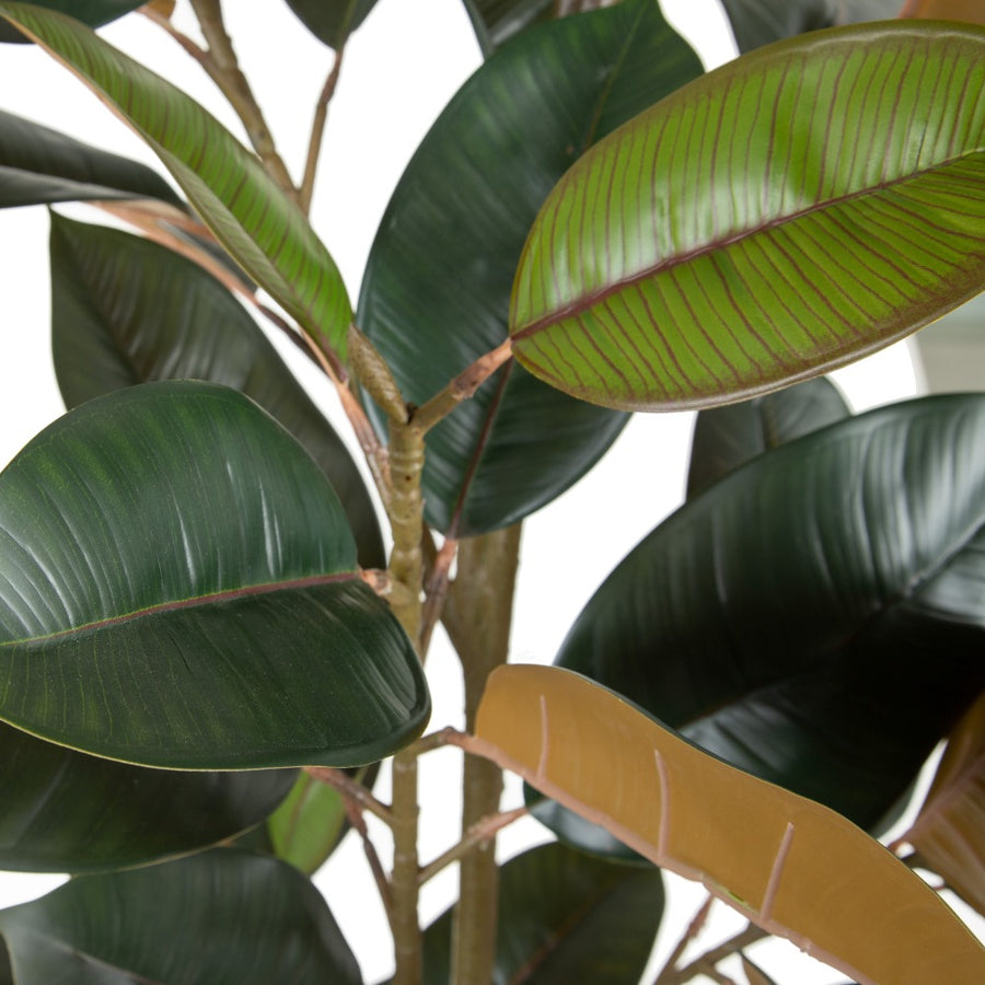 PLANTA FICUS VERDE OSCURO 49 X 45 X 125 CM