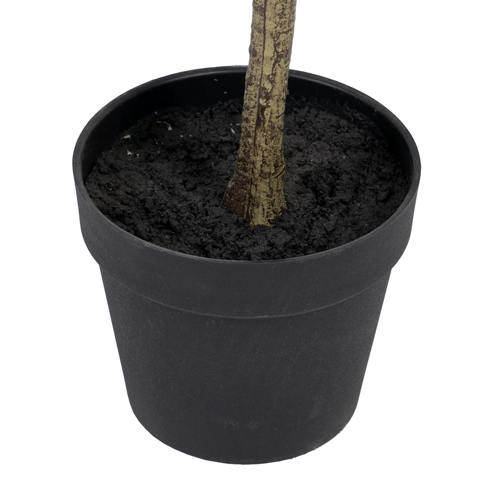 PLANTA EUCALIPTO VERDE 80 X 82 X 180 CM
