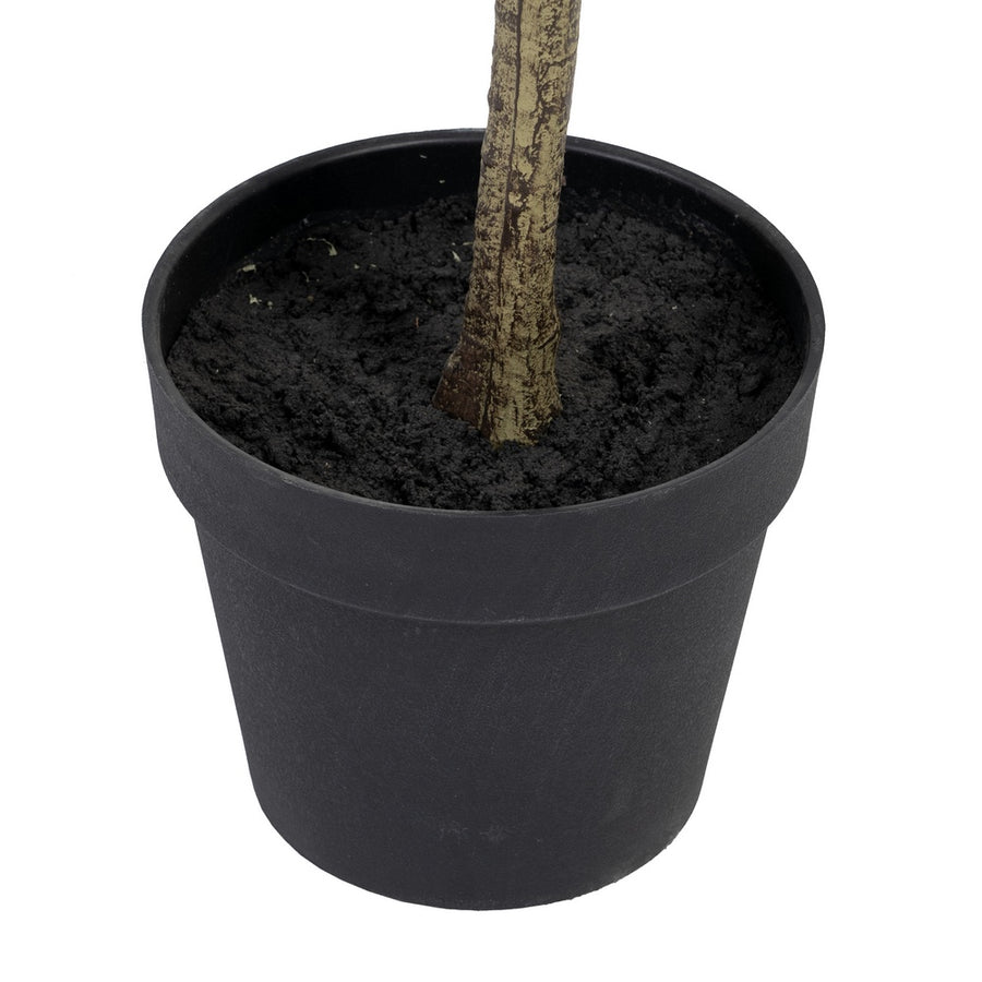 PLANTA EUCALIPTO VERDE 80 X 82 X 180 CM