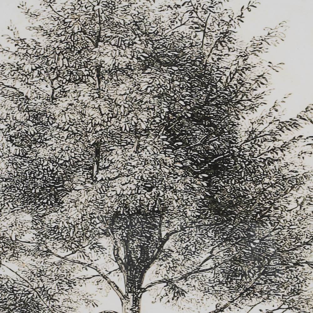 CUADRO IMPRESIÓN ÁRBOL 2/M 45 X 2,50 X 60 CM