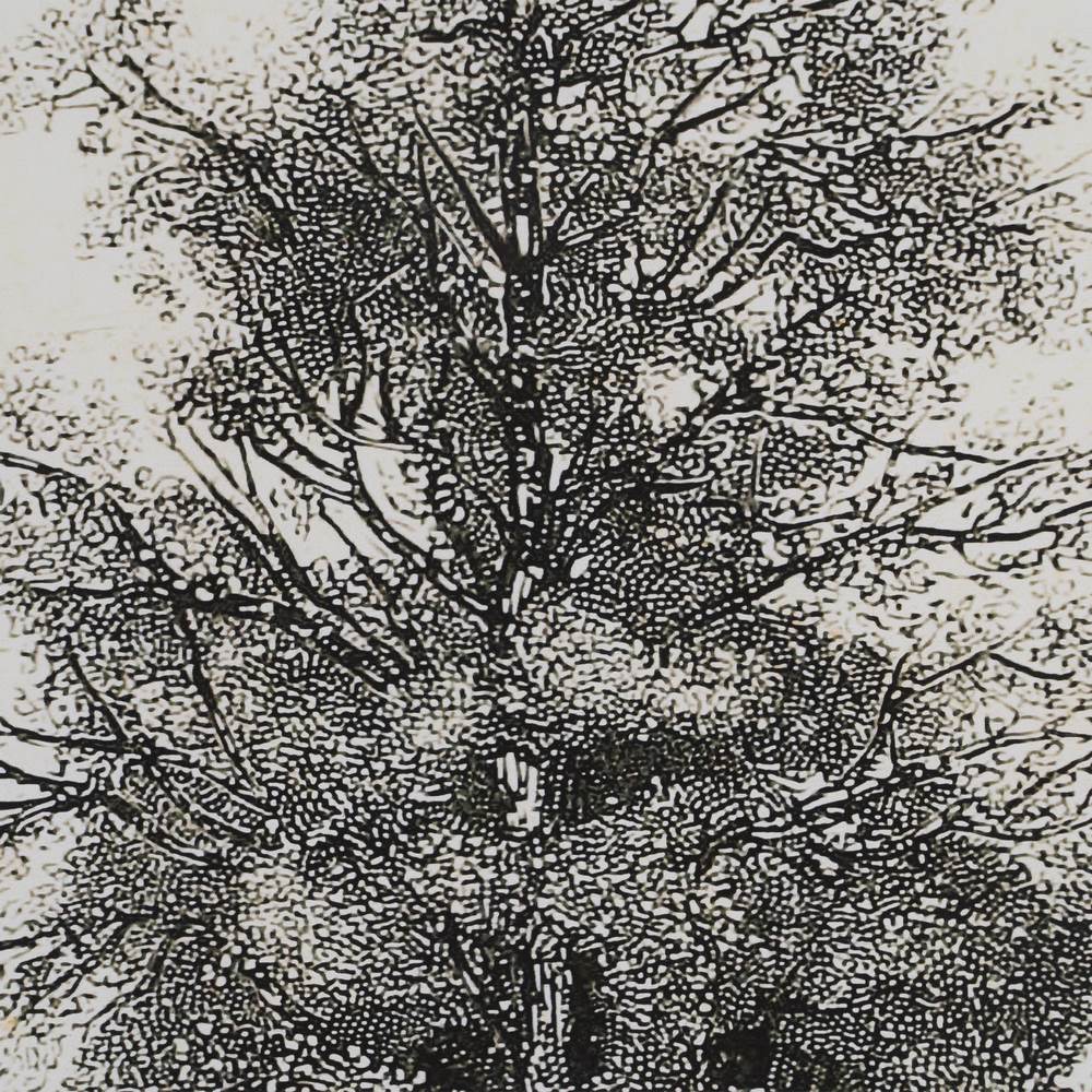 CUADRO IMPRESIÓN ÁRBOL 2/M 45 X 2,50 X 60 CM