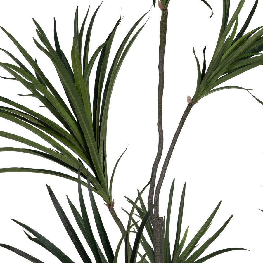 PLANTA DRACAENA VERDE GOMA 220 CM