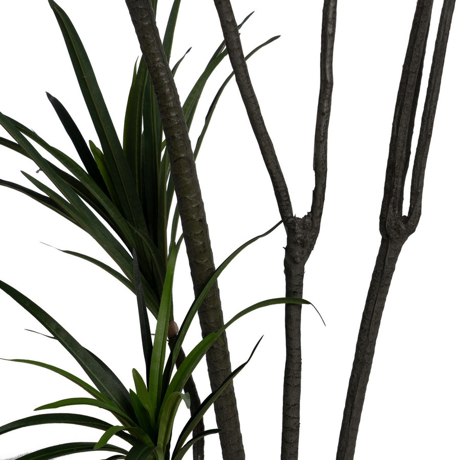 PLANTA DRACAENA VERDE GOMA 220 CM