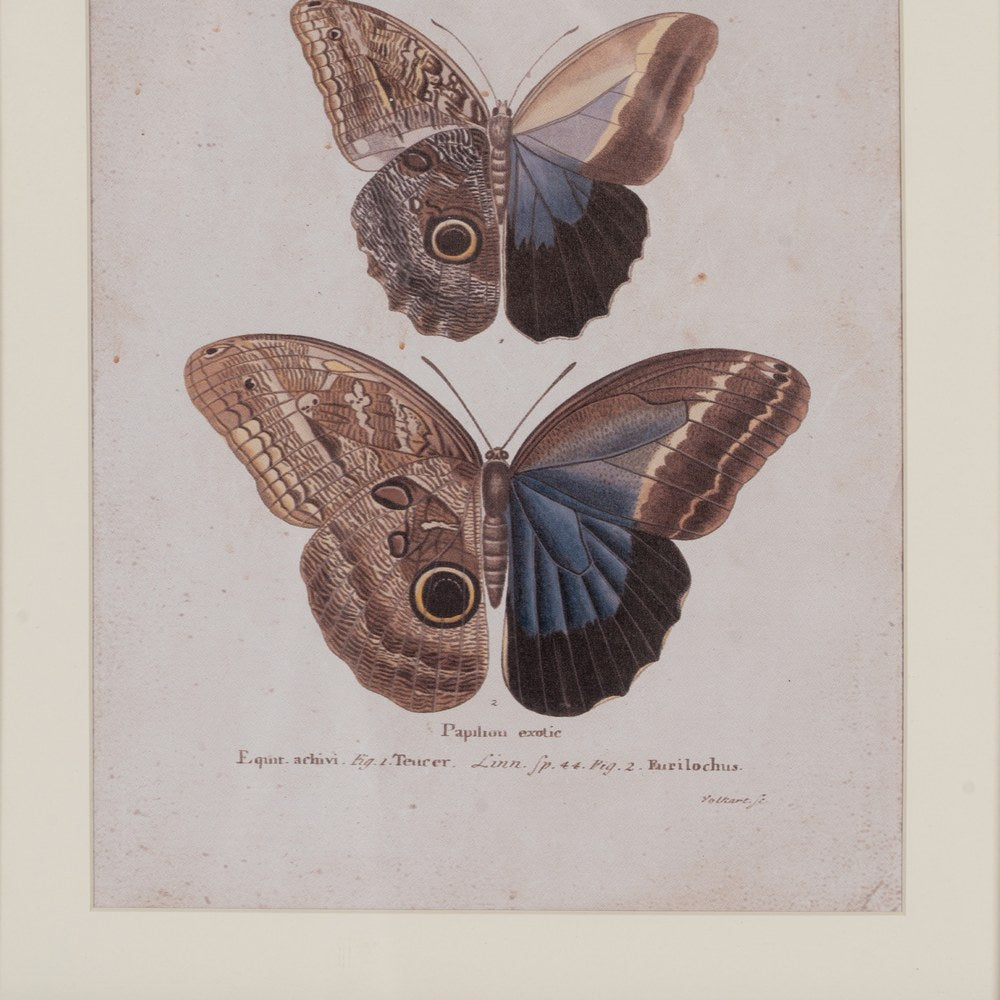 BUTTERFLY PRINT PICTURE 4/M 31 X 1.80 X 39 CM