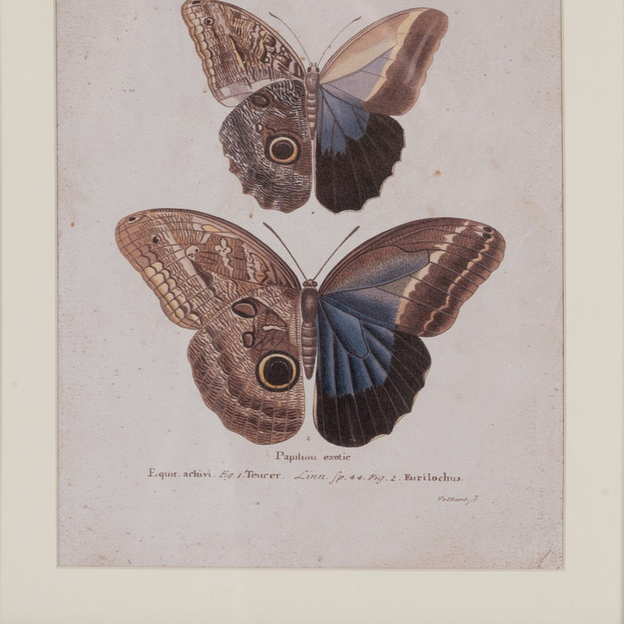 CUADRO IMPRESIÓN MARIPOSAS 4/M 31 X 1,80 X 39 CM