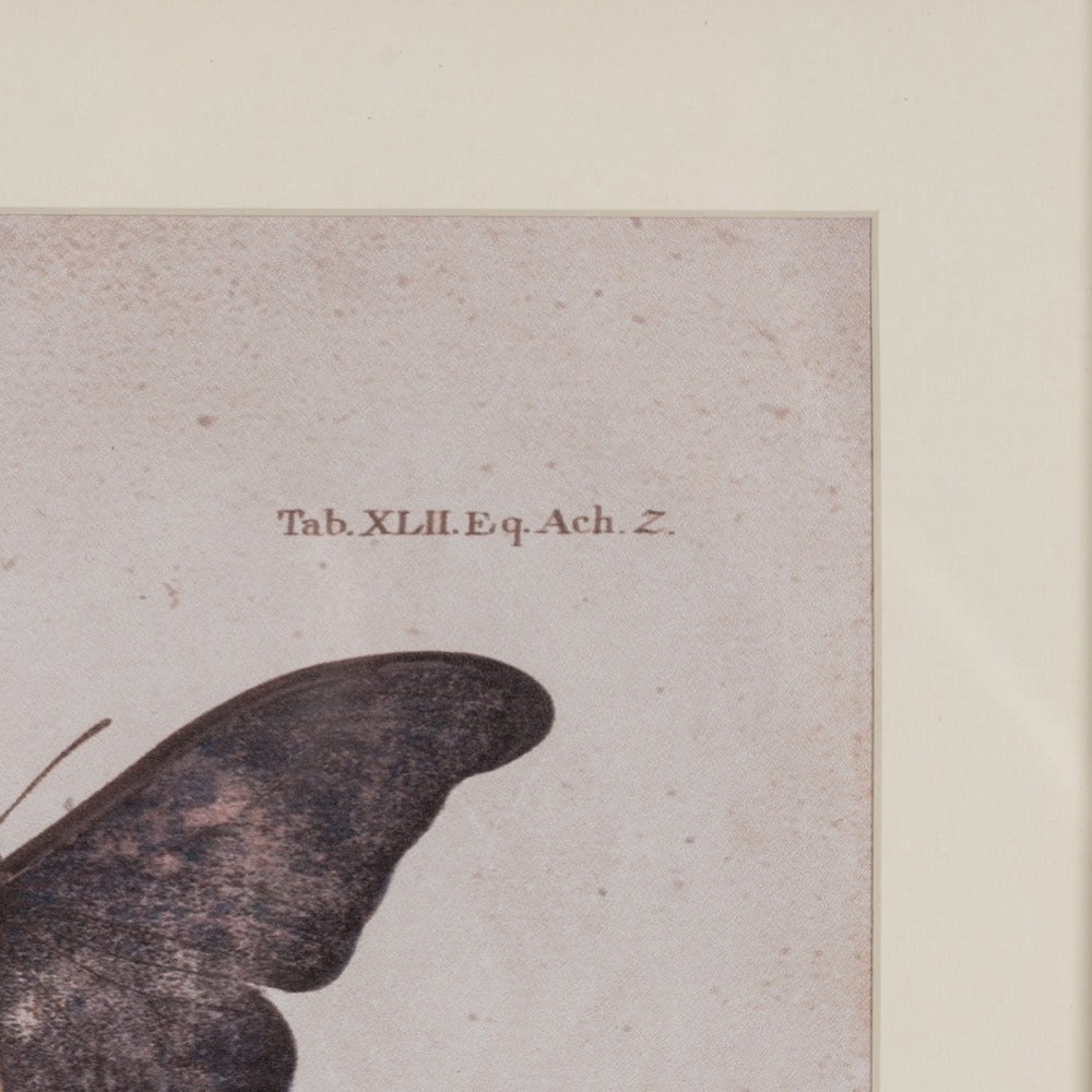 BUTTERFLY PRINT PICTURE 4/M 31 X 1.80 X 39 CM