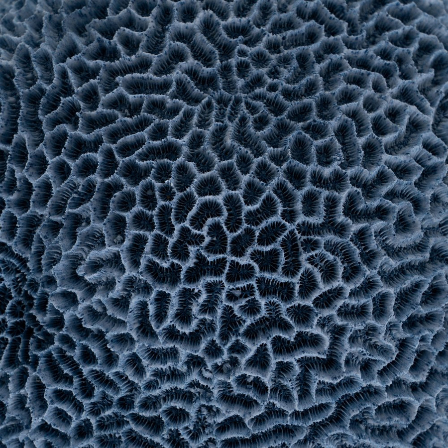 FIGURA ESPONJA AZUL RESINA DECORACIÓN 23 X 21 X 11 CM